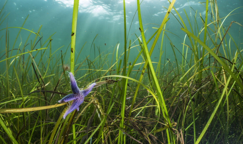 Pictured is an eelgrass habitat off the coast of the Western Baltic Sea, Falckenstein, at three metres deep. There is a purple starfish in the bottom left corner. 