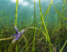 Pictured is an eelgrass habitat off the coast of the Western Baltic Sea, Falckenstein, at three metres deep. There is a purple starfish in the bottom left corner.