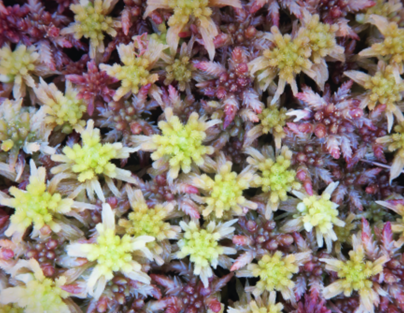 a close-up photo of green and purple sphagnum moss