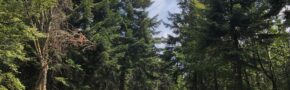 A dirt path runs through a large grove of evergreen trees on a sunny day.