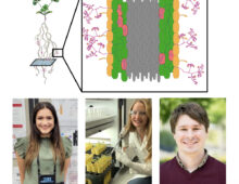Illustration shows the three researchers who worked on this study and their study subject: the model legume species Medicago truncatula and the mycorrhizal fungi Rhizophagus irregularis.