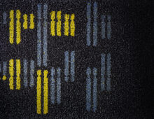 A detailed close-up of a pattern resembling a barcode with yellow and blue vertical lines against a dark purple background. The lines show the 16 pairs of chromosomes in the baker's yeast genome.