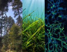 A composite image consisting of three vertical sections. The left section shows a dense forest with tall trees and greenery. The middle section depicts an underwater scene with sunlight streaming through the water and illuminating green seagrass. The right section displays a microscopic view of a network of fungi and plant roots with bright, glowing nodes connected by thin filaments.