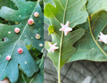 A close-up of oak leaves with small, round pink galls on the left and star-shaped pink galls on the right.