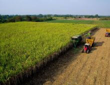 sugarcane being harvested in a field