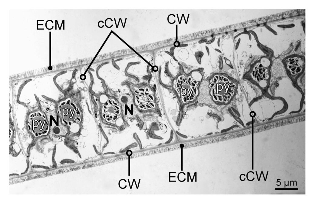 Close-up microscope image of connected algae cells. Each cell has a dark spot (nucleus) and circular structures. The cells are separated by thin walls and surrounded by a thick outer layer.