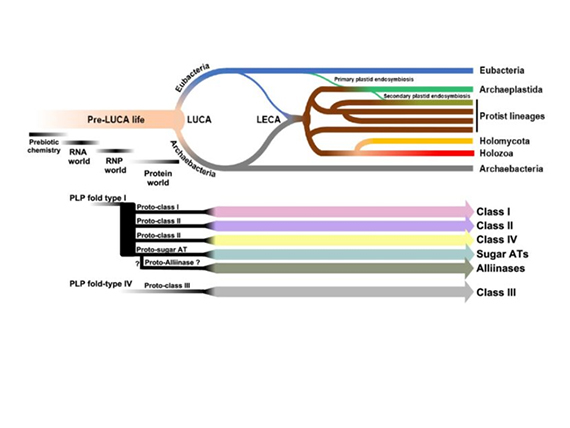 https://jgi.doe.gov/an-enzyme-family-that-helped-shape-nitrogen-metabolism-on-our-planet/